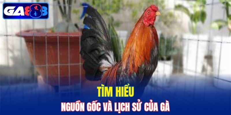 Giới thiệu giống của gà chọi