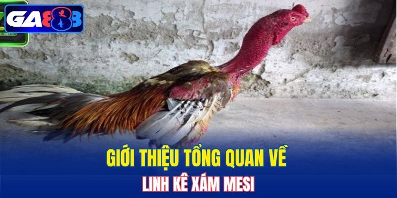 Giới thiệu tổng quan về linh kê Xám Mesi