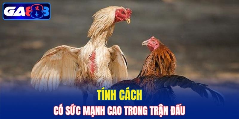 Giống có tinh thần chiến đấu cao