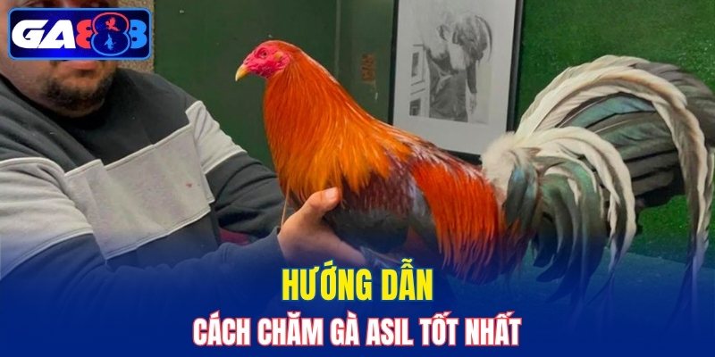 Hướng dẫn cách chăm gà Asil tốt nhất