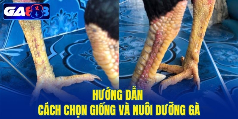 Hướng dẫn cách chọn giống và nuôi dưỡng gà