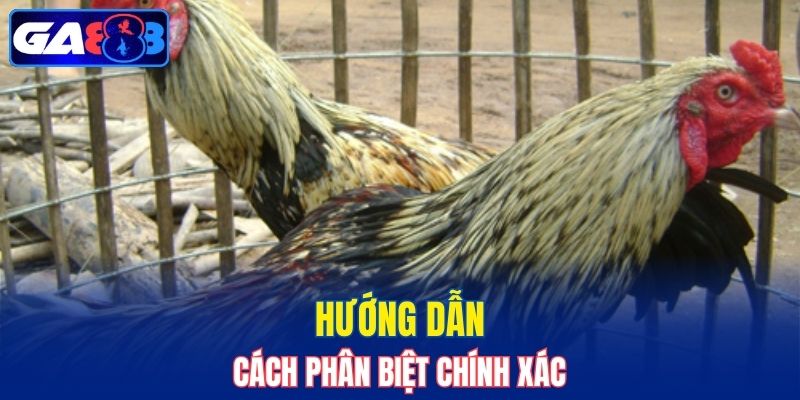 Hướng dẫn cách phân biệt chính xác