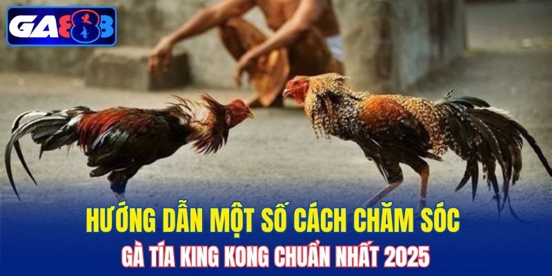Hướng dẫn một số cách chăm sóc gà tía King Kong chuẩn nhất 2025