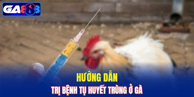 Hướng dẫn trị bệnh tụ huyết trùng ở gà