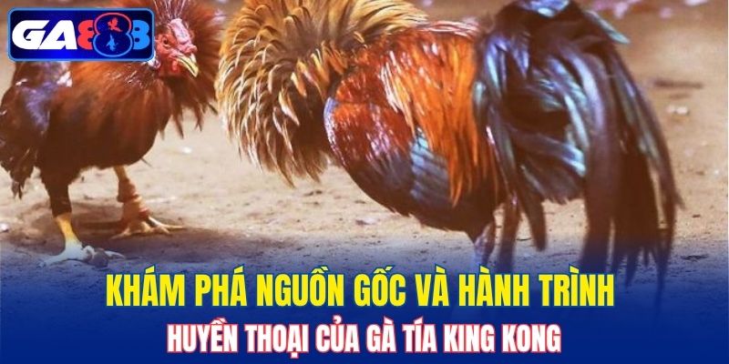 Khám phá nguồn gốc và hành trình huyền thoại của gà Tía King Kong
