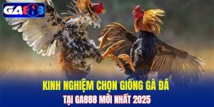 Kinh Nghiệm Chọn Giống Gà Đá