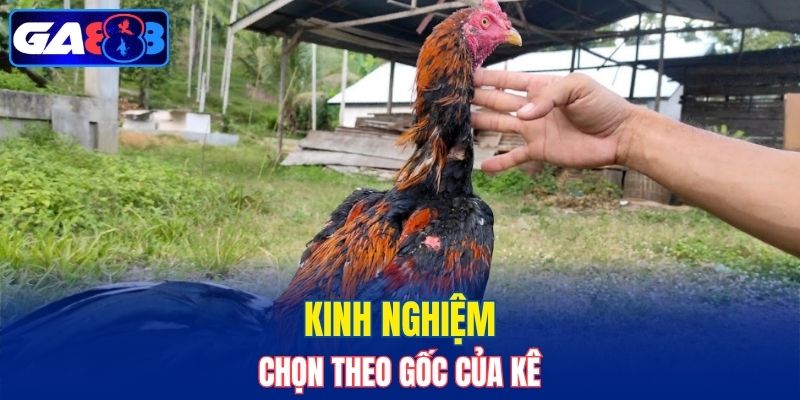 Kinh nghiệm chọn theo gốc của kê