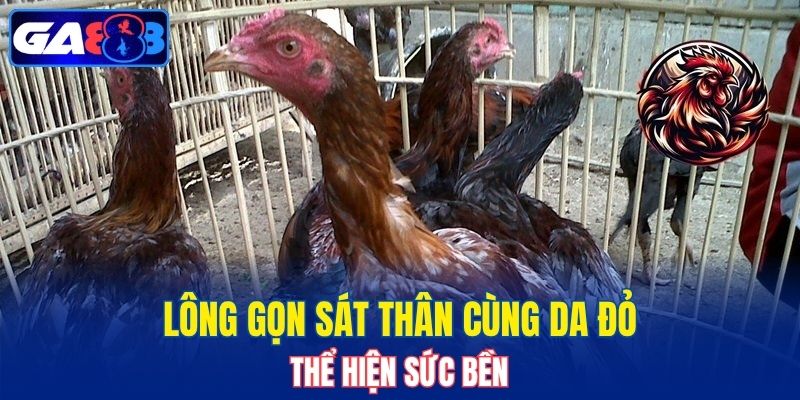 Lông gọn sát thân cùng da đỏ thể hiện sức bền