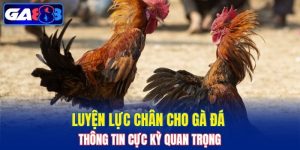 Luyện Lực Chân Cho Gà Đá