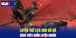 Luyện Thể Lực Cho Gà Đá