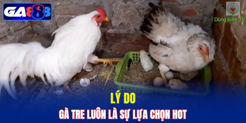 Lý do gà Tre luôn là sự lựa chọn hot