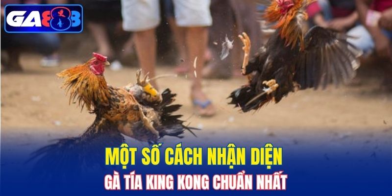 Một số cách nhận diện gà Tía King Kong chuẩn nhất