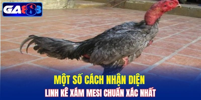Một số cách nhận diện linh kê Xám Mesi chuẩn xác nhất