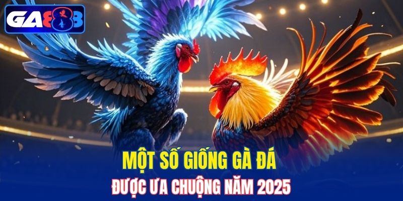 Một số giống gà đá được ưa chuộng năm 2025