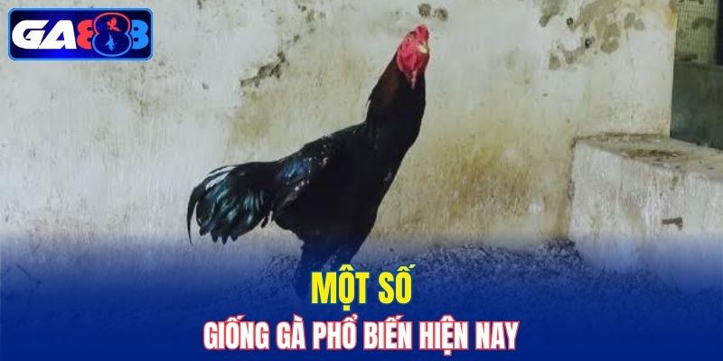 Một số giống gà phổ biến hiện nay