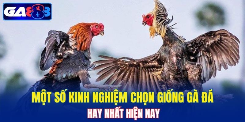 Một số kinh nghiệm chọn giống gà đá hay nhất hiện nay