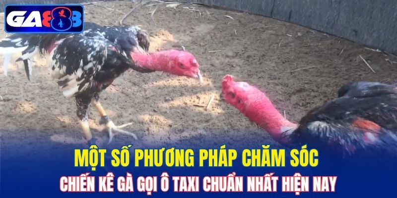 Một số phương pháp chăm sóc chiến kê gà gọi Ô Taxi chuẩn nhất hiện nay