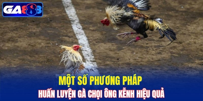Một số phương pháp huấn luyện gà chọi Ông Kễnh hiệu quả