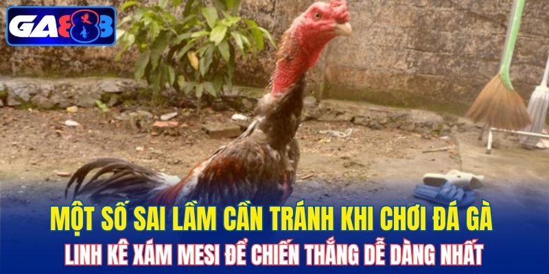 Một số sai lầm cần tránh khi chơi đá gà linh kê Xám Mesi để chiến thắng dễ dàng nhất