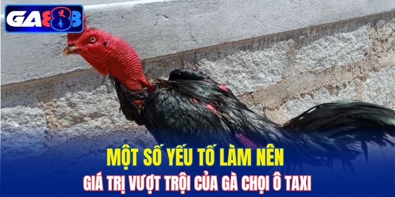 Một số yếu tố làm nên giá trị vượt trội của gà chọi Ô Taxi