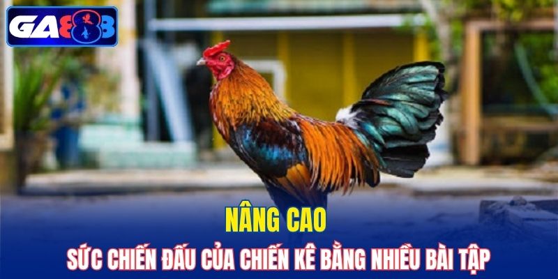 Nâng cao sức chiến đấu của chiến kê bằng nhiều bài tập