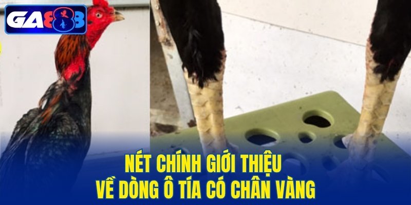 Nét chính giới thiệu về dòng ô tía có chân vàng