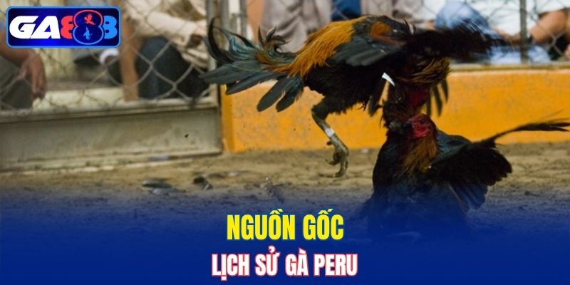 Nguồn gốc lịch sử gà Peru