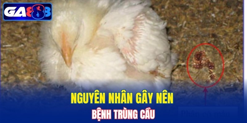 Nguyên nhân gây nên bệnh trùng cầu
