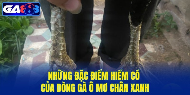 Những đặc điểm hiếm có của dòng gà ô mơ chân xanh