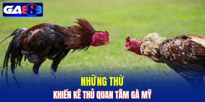 Những thứ khiến kê thủ quan tâm Gà Mỹ