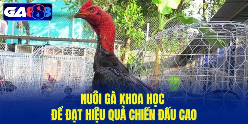 Nuôi gà khoa học để đạt hiệu quả chiến đấu cao