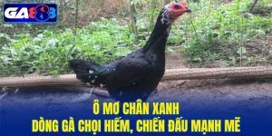 Ô Mơ Chân Xanh