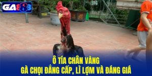 Ô Tía Chân Vàng