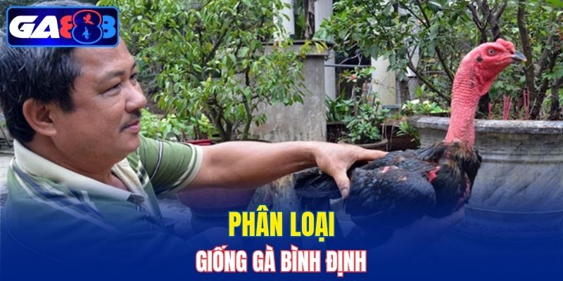 Phân loại giống gà Bình Định