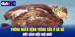 Phòng Ngừa Bệnh Trùng Cầu Ở Gà Đá