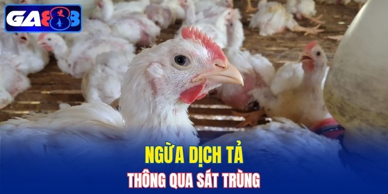 Phòng tránh bằng cách sát trùng