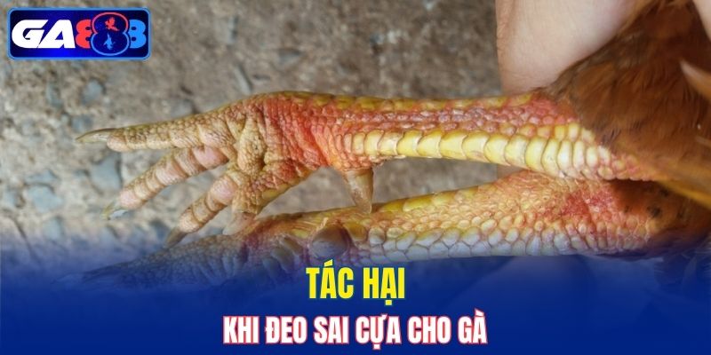 Sai lầm khi đeo sai cựa