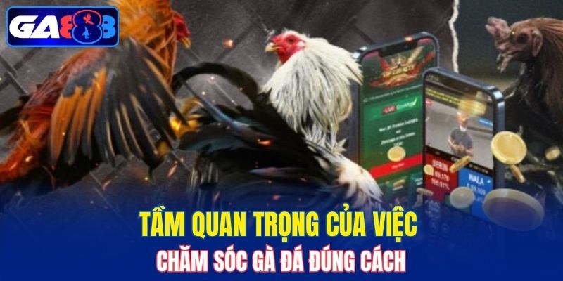 Tầm quan trọng của việc chăm sóc gà đá đúng cách