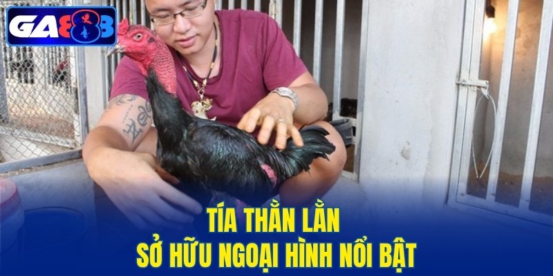 Tía thằn lằn sở hữu ngoại hình nổi bật