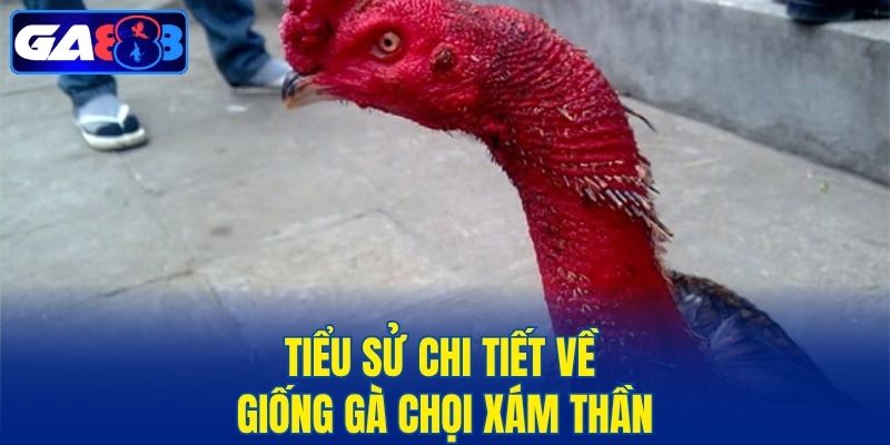 Tiểu sử chi tiết về giống gà chọi Xám Thần