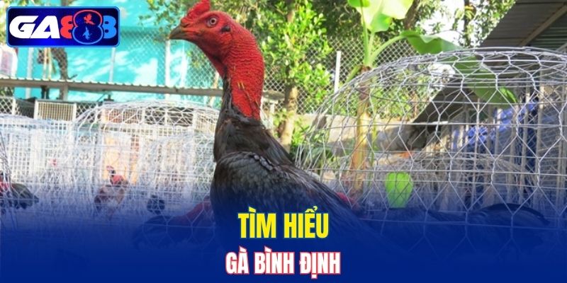 Tìm hiểu gà Bình Định