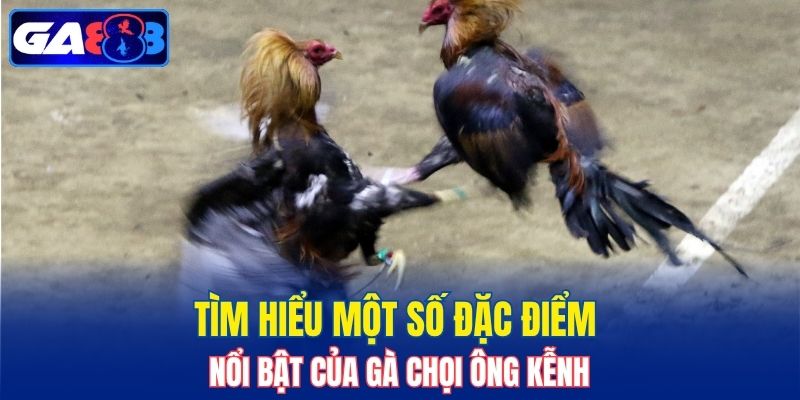 Tìm hiểu một số đặc điểm nổi bật của gà chọi Ông Kễnh