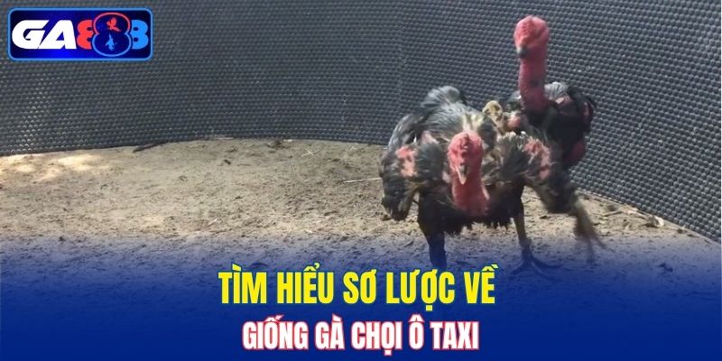 Tìm hiểu sơ lược về giống gà chọi Ô Taxi