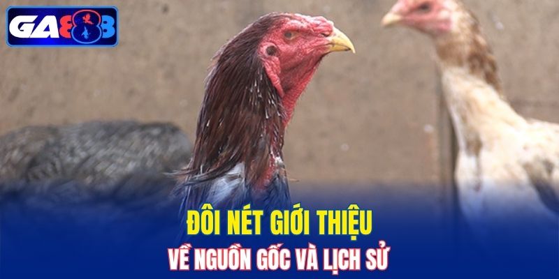 Tìm hiểu về nguồn gốc của gà chọi