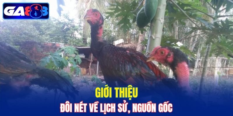 Tìm hiểu về nguồn gốc của gà