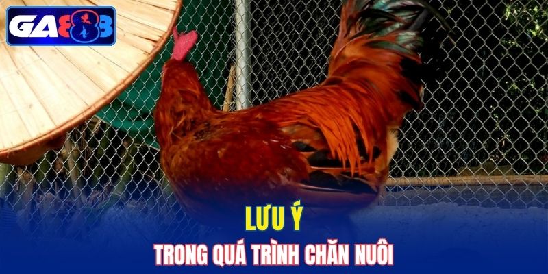 Tìm hiểu về quá trình nuôi