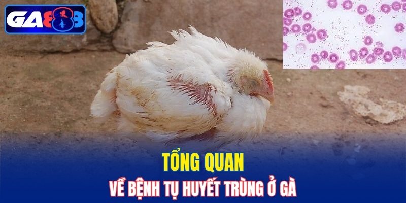 Tổng quan về bệnh tụ huyết trùng ở gà