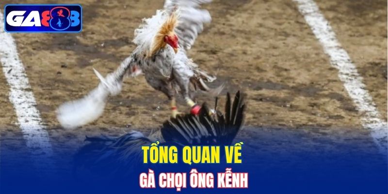 Tổng quan về gà chọi Ông Kễnh