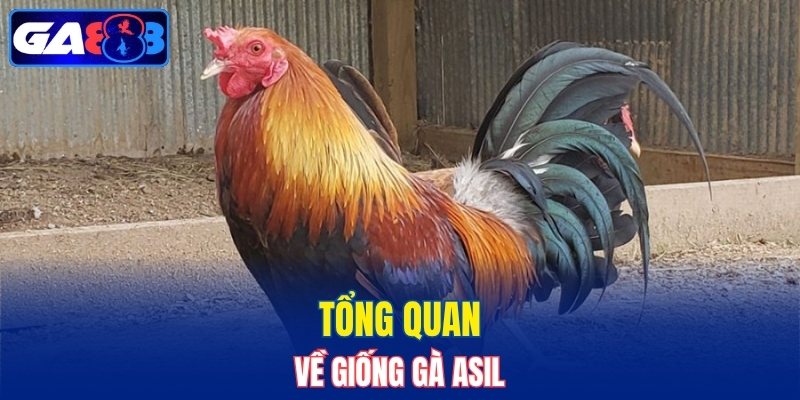 Tổng quan về giống gà Asil