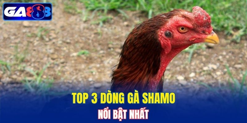 Top 3 dòng gà Shamo nổi bật nhất